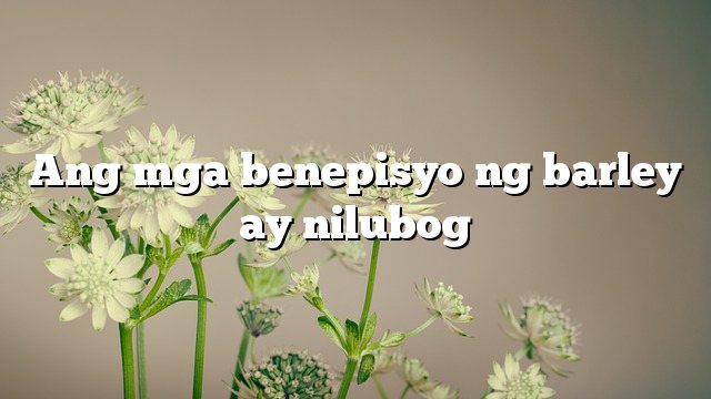 Ang mga benepisyo ng barley ay nilubog