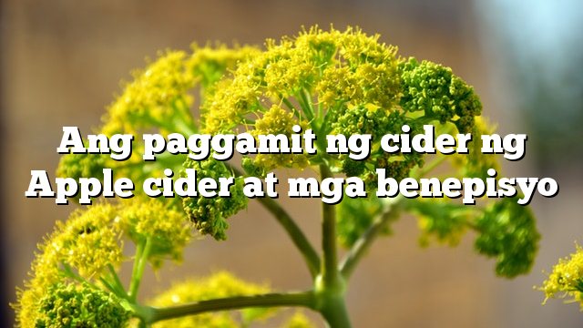 Ang paggamit ng cider ng Apple cider at mga benepisyo