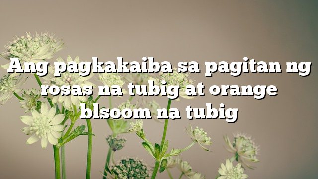 Ang pagkakaiba sa pagitan ng rosas na tubig at orange blsoom na tubig