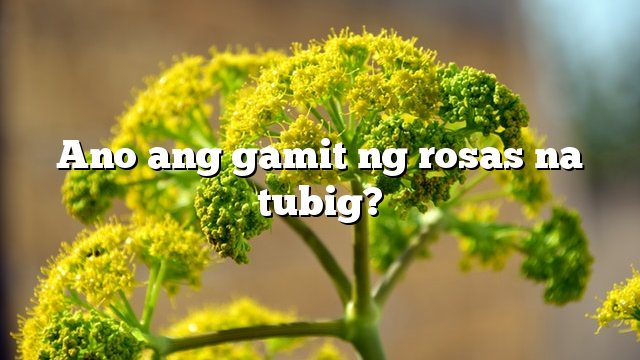 Ano ang gamit ng rosas na tubig? - kaalaman