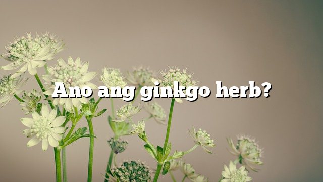 Ano ang ginkgo herb?