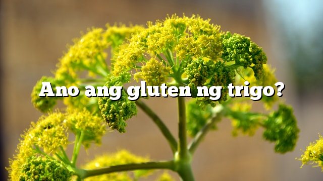 Ano ang gluten ng trigo?