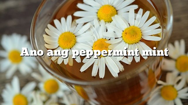 Ano ang peppermint mint