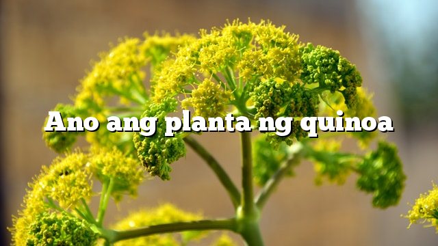 Ano ang planta ng quinoa