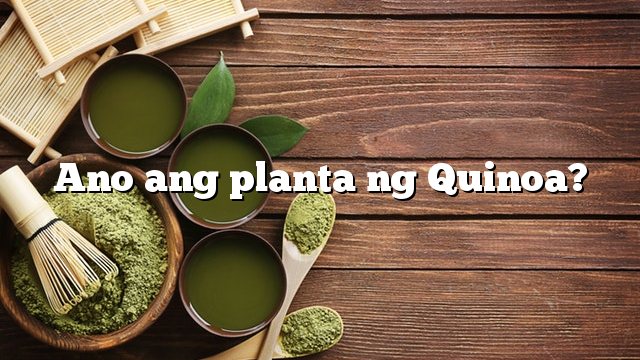 Ano ang planta ng Quinoa?