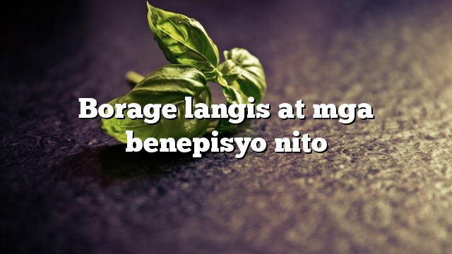 Borage langis at mga benepisyo nito