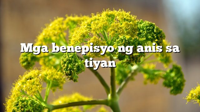 Mga benepisyo ng anis sa tiyan