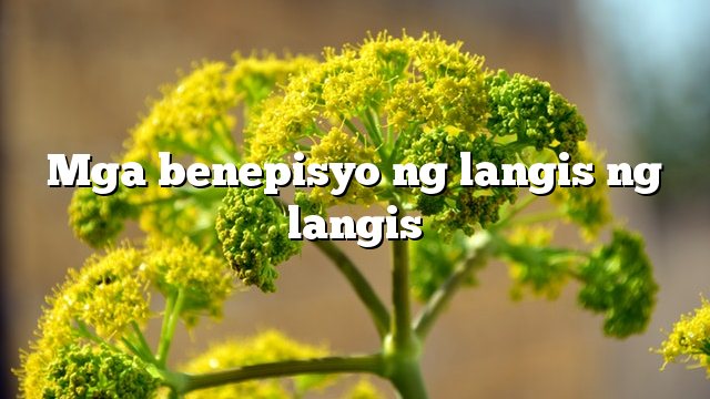 Mga benepisyo ng langis ng langis