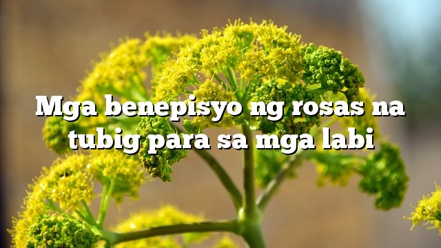 Mga benepisyo ng rosas na tubig para sa mga labi