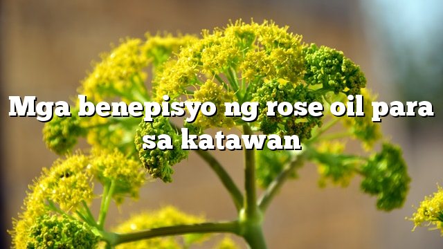 Mga benepisyo ng rose oil para sa katawan