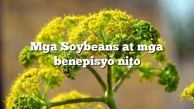 Mga Soybeans at mga benepisyo nito