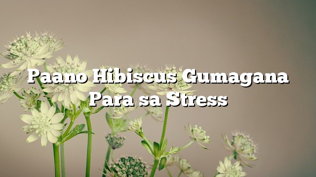 Paano Hibiscus Gumagana Para sa Stress