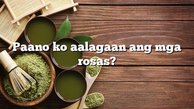 Paano ko aalagaan ang mga rosas?