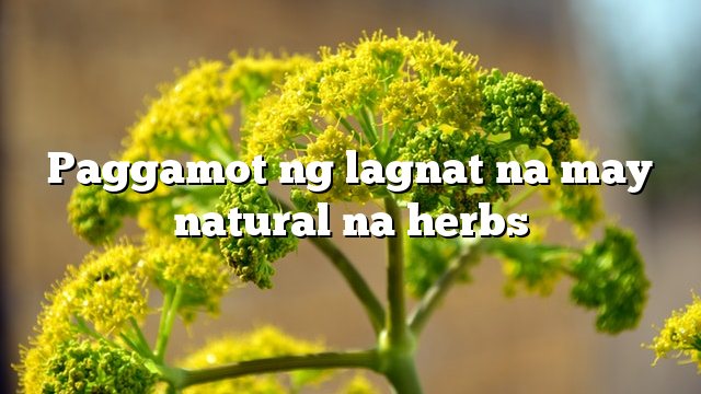 Paggamot ng lagnat na may natural na herbs